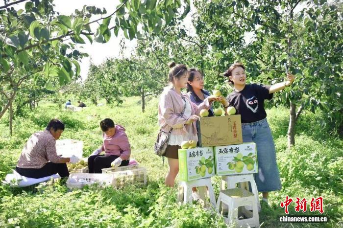 _南果梨为什么叫南果梨_中国梨乡山西