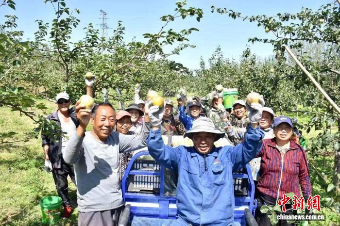中国梨乡山西_南果梨为什么叫南果梨_