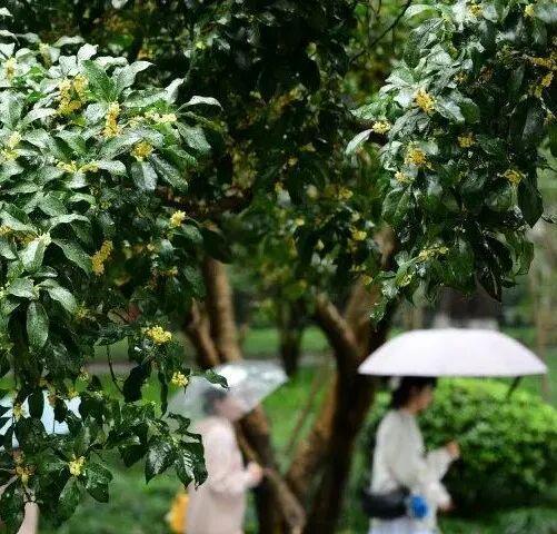 _雷军采访视频顺势而为_雷军军方