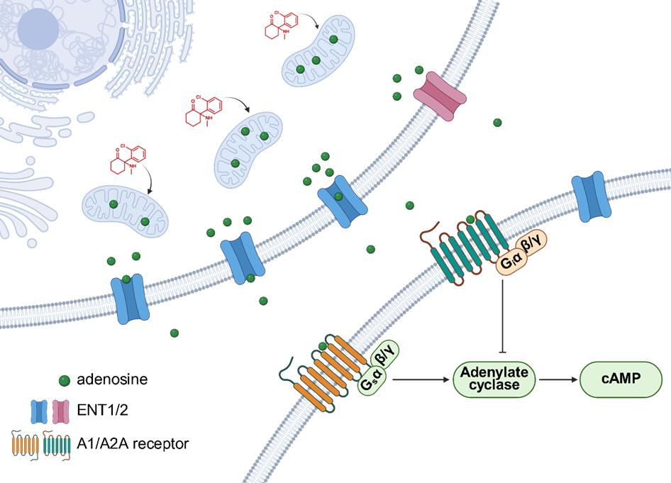 脑退化症怎么治疗__北京重度弱精症治疗经历