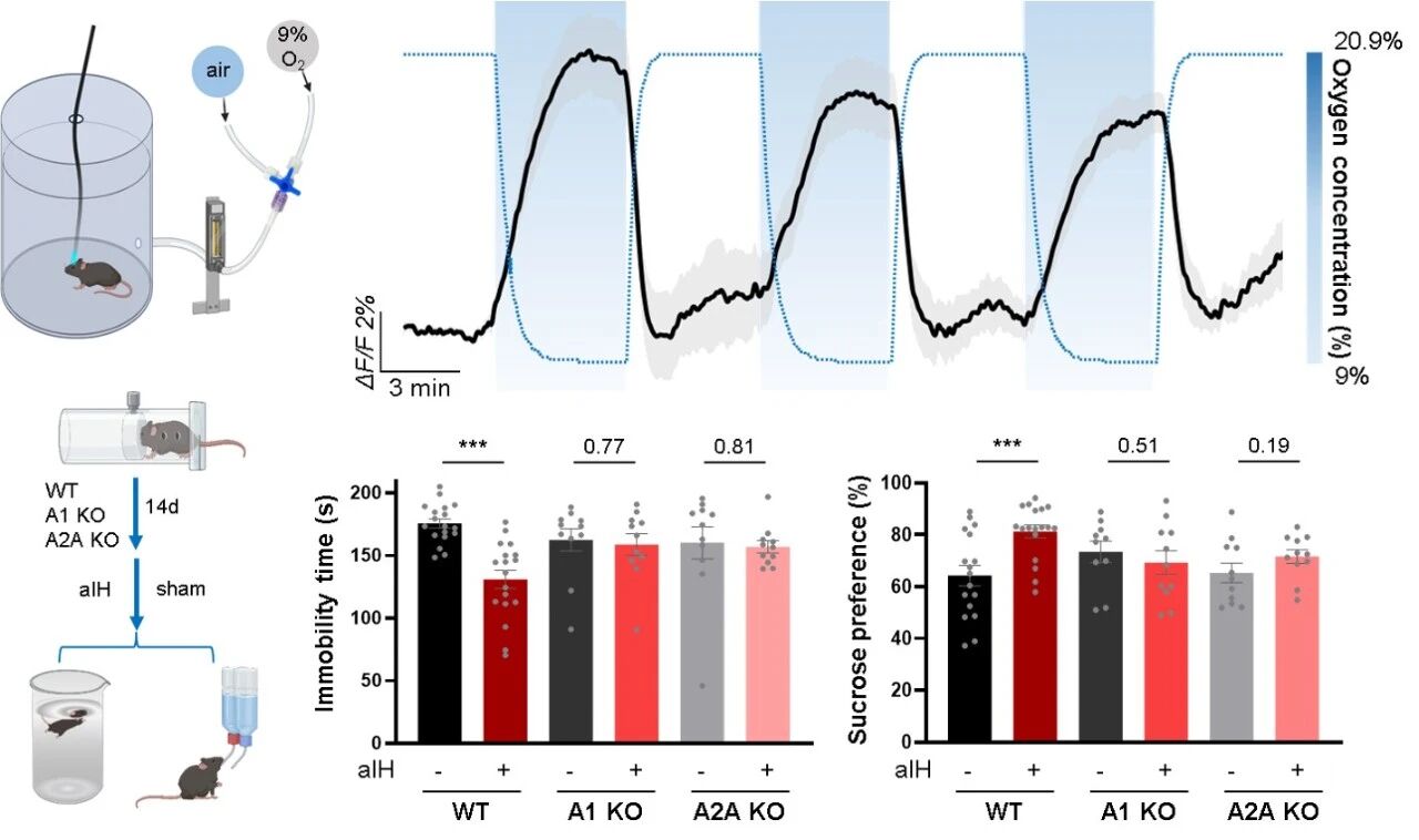 脑退化症怎么治疗_北京重度弱精症治疗经历_