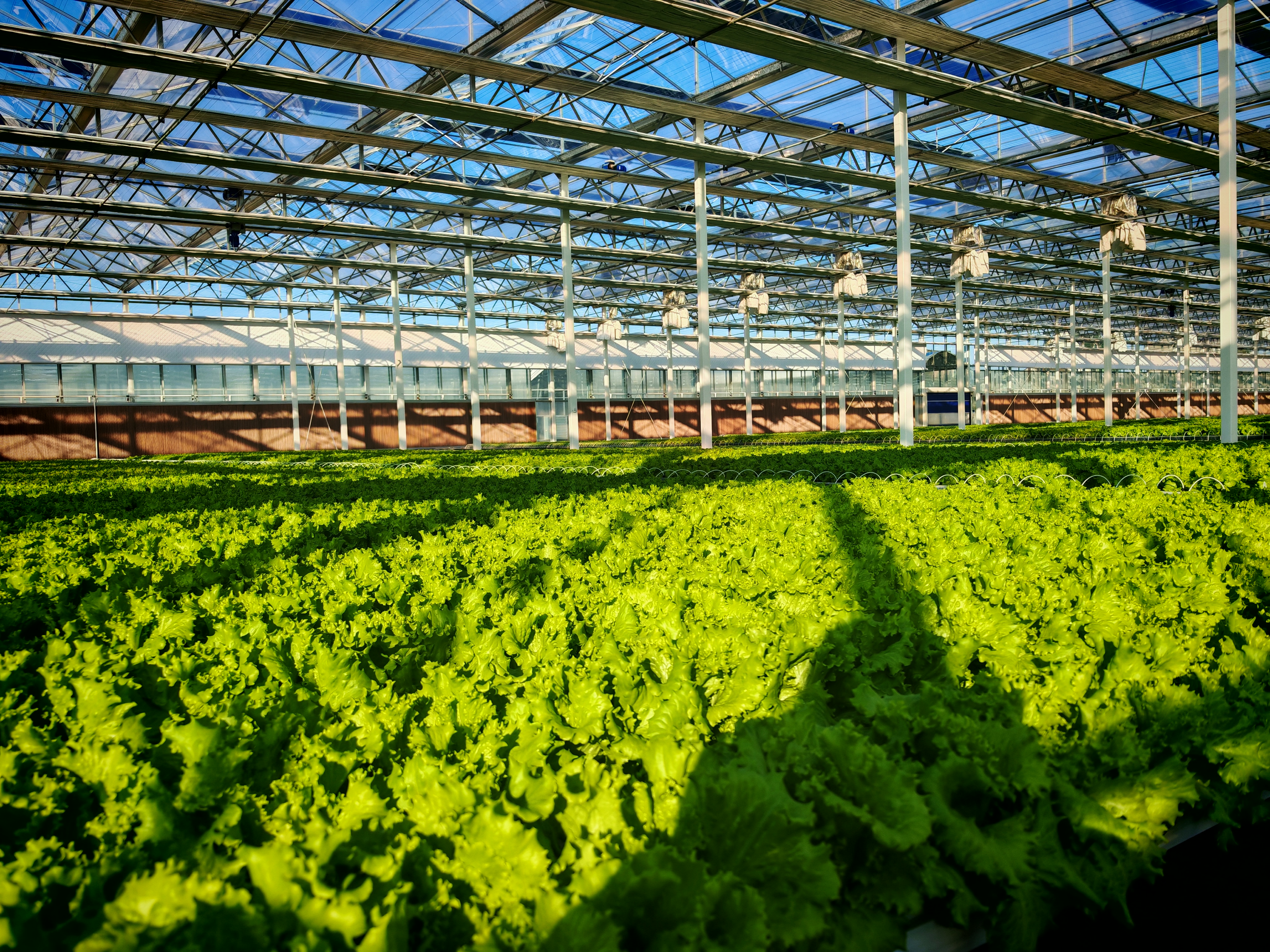 _马拉松wa_农村马拉松