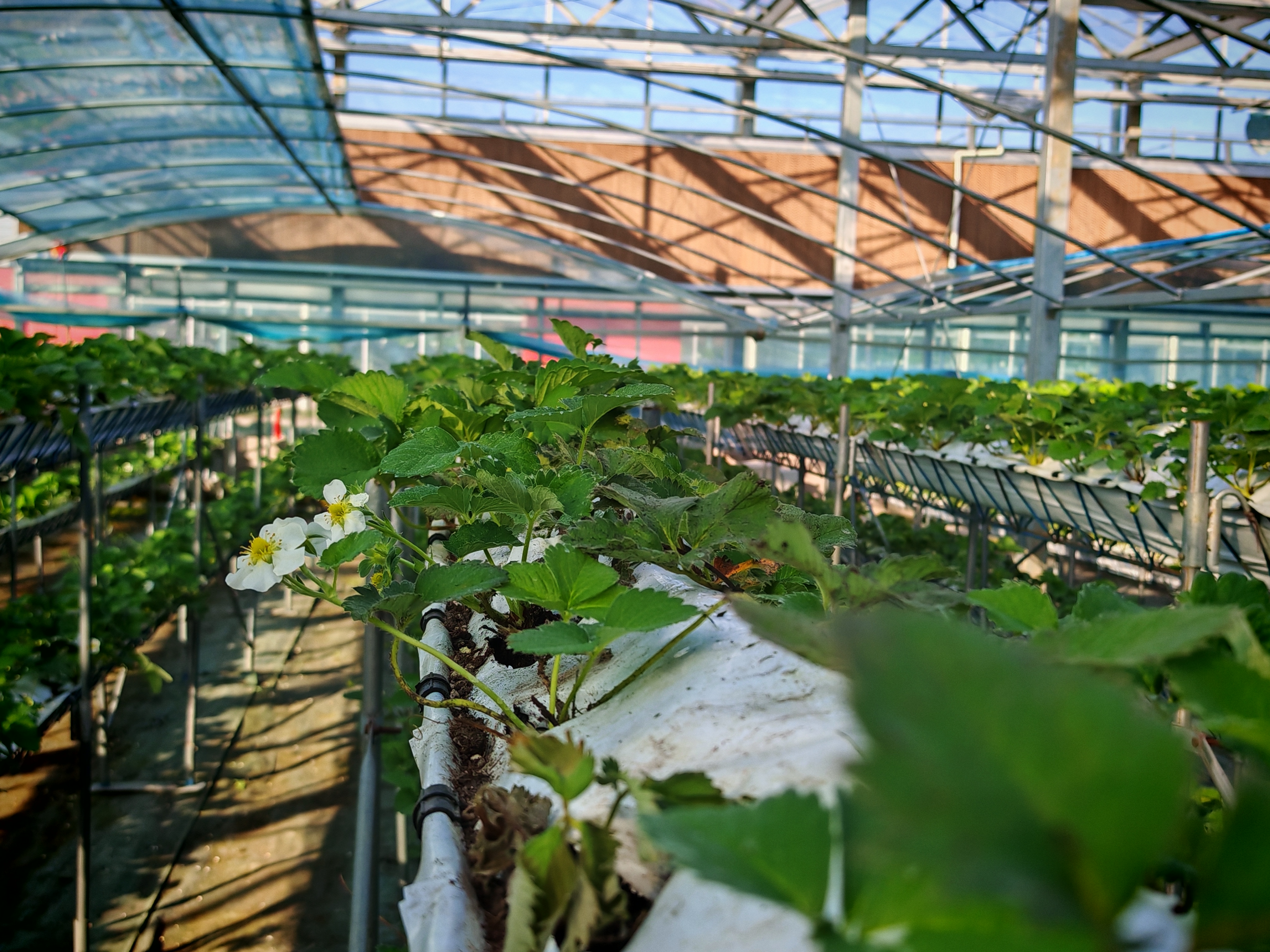 _马拉松wa_农村马拉松