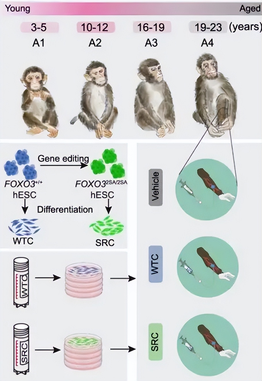 _积极应对老龄化国家战略_我国应对老龄化的战略对策