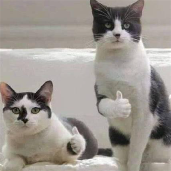 _小米股价暴涨_小米股票暴涨