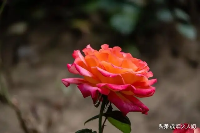 露营时老公和红颜同帐篷，我没闹，转身进男神帐篷，他慌了