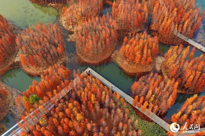 江西有森林吗_江西森林资源概况_