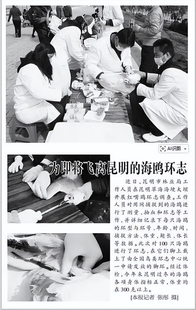 _滇池鸥歌_杨昊鸥十年爱情