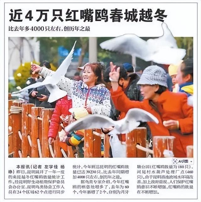 杨昊鸥十年爱情_滇池鸥歌_