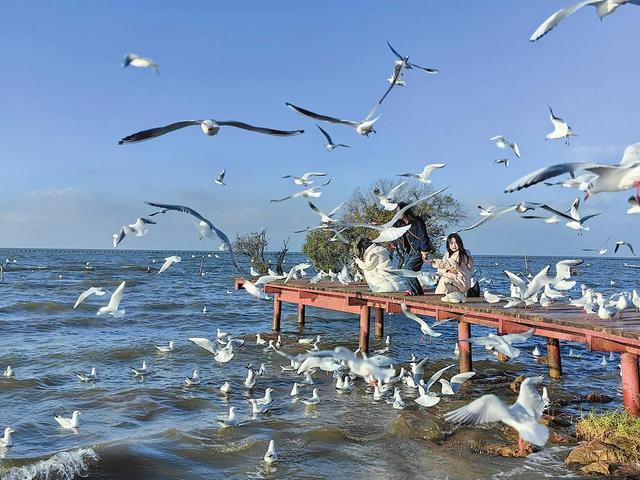 杨昊鸥十年爱情__滇池鸥歌