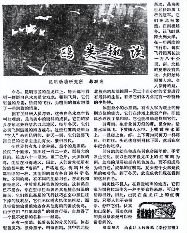 _滇池鸥歌_杨昊鸥十年爱情