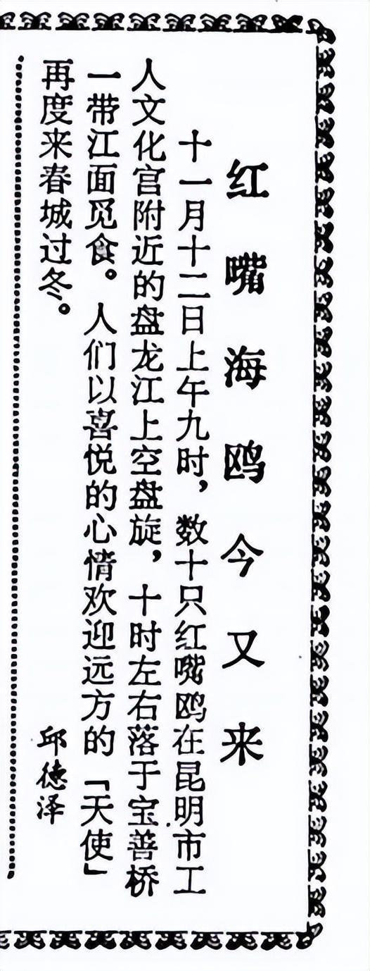 杨昊鸥十年爱情_滇池鸥歌_