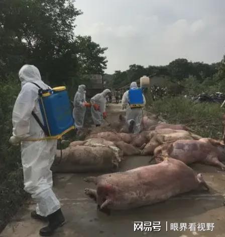 重庆猪瘟猪被偷事件令人震惊，公共安全成最大隐忧！