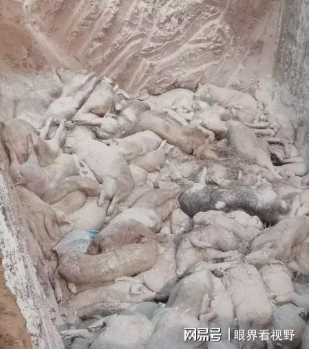 重庆猪瘟猪被偷事件令人震惊，公共安全成最大隐忧！_重庆猪瘟猪被偷事件令人震惊，公共安全成最大隐忧！_