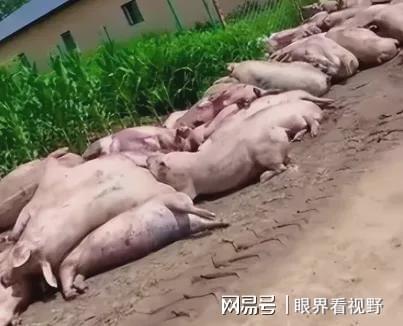 重庆猪瘟猪被偷事件令人震惊，公共安全成最大隐忧！__重庆猪瘟猪被偷事件令人震惊，公共安全成最大隐忧！