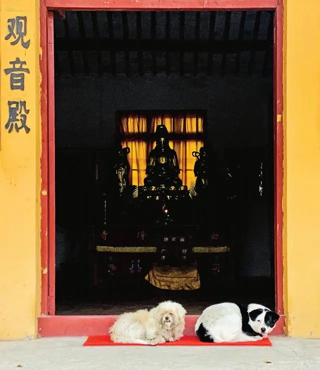 上海闵行区寺庙排行_闵行佛教协会_