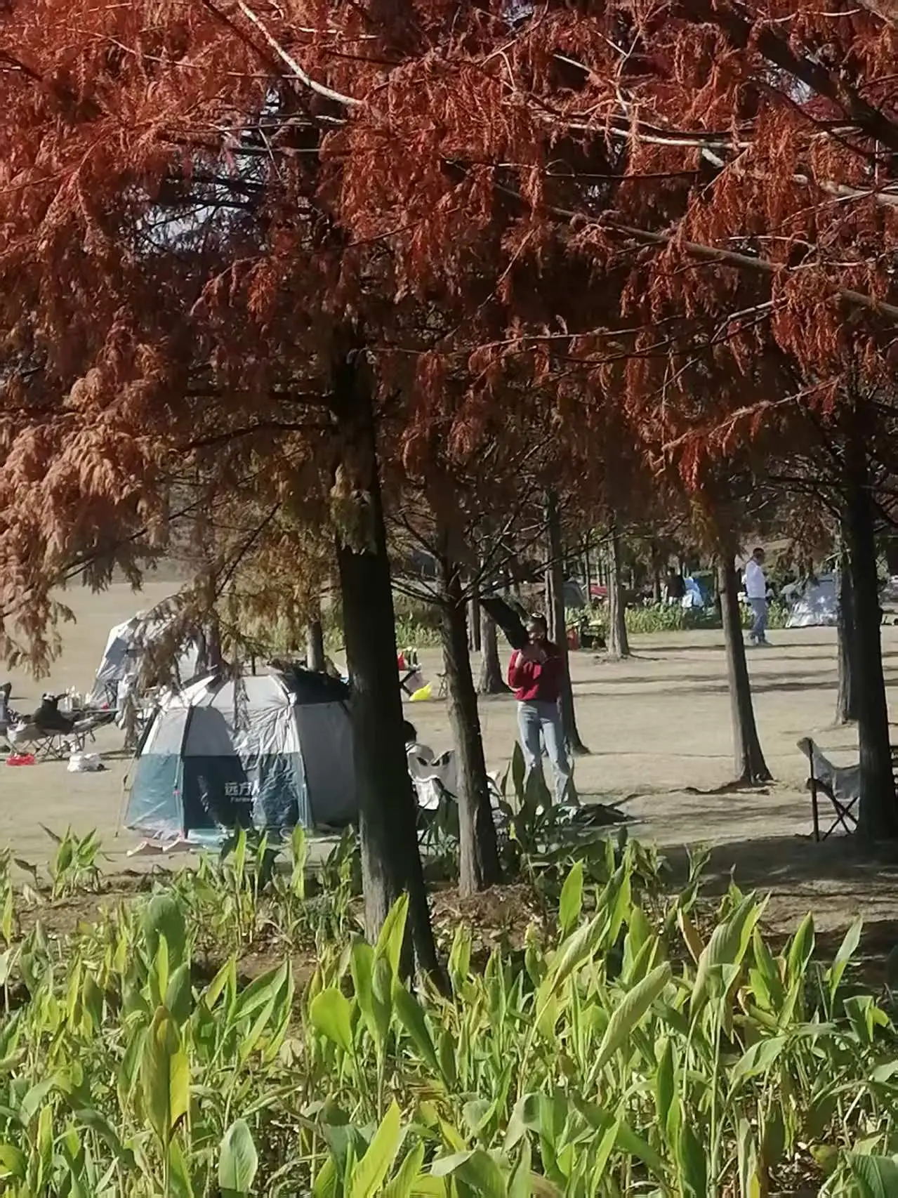 《七律 宁德三屿湿地公园游趣》及简析_《七律 宁德三屿湿地公园游趣》及简析_