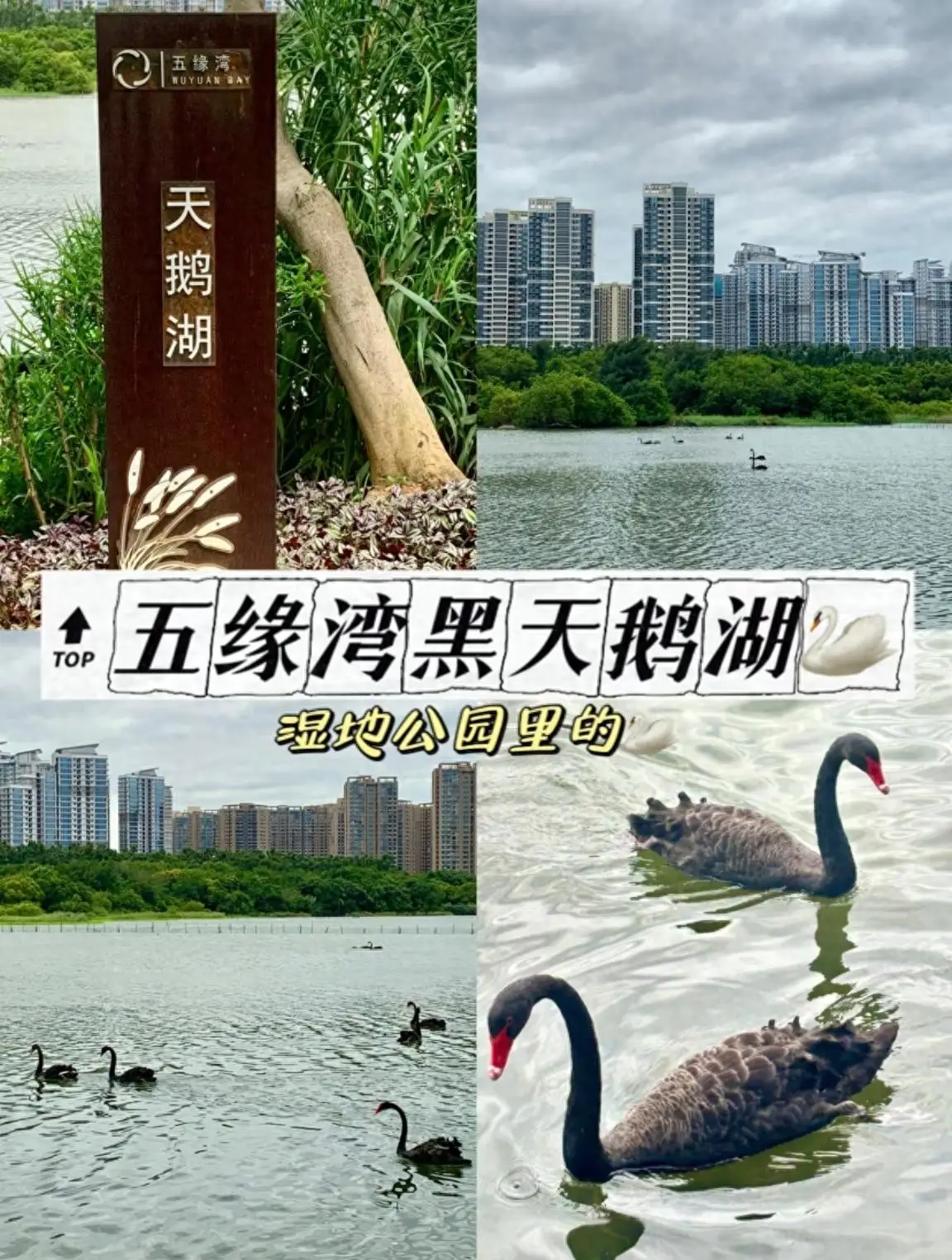 厦门湖里八景之“湿地舞鹅”，几百只黑天鹅游弋水中，水上跳芭蕾_厦门湖里八景之“湿地舞鹅”，几百只黑天鹅游弋水中，水上跳芭蕾_
