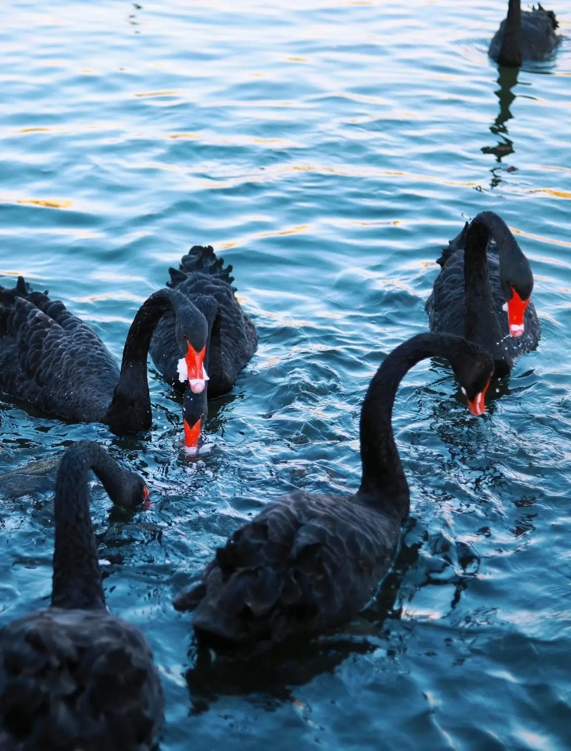 厦门湖里八景之“湿地舞鹅”，几百只黑天鹅游弋水中，水上跳芭蕾__厦门湖里八景之“湿地舞鹅”，几百只黑天鹅游弋水中，水上跳芭蕾
