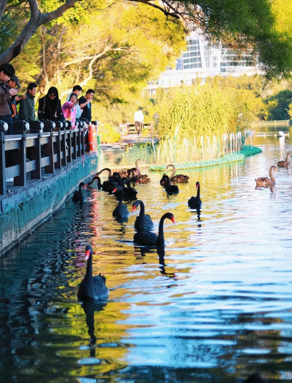 厦门湖里八景之“湿地舞鹅”，几百只黑天鹅游弋水中，水上跳芭蕾_厦门湖里八景之“湿地舞鹅”，几百只黑天鹅游弋水中，水上跳芭蕾_