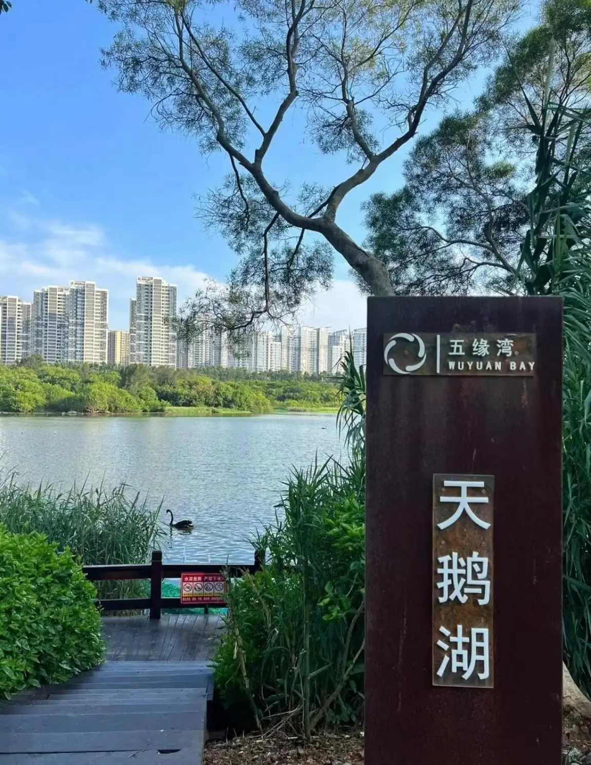 厦门湖里八景之“湿地舞鹅”，几百只黑天鹅游弋水中，水上跳芭蕾__厦门湖里八景之“湿地舞鹅”，几百只黑天鹅游弋水中，水上跳芭蕾