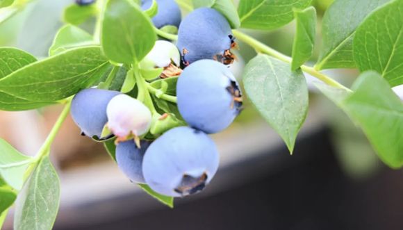 云南抚仙湖景区_云南抚仙湖国际度假小镇_