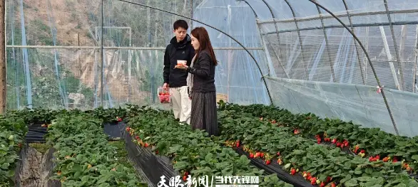 _观山湖区：红粉白黑橙，翁井 “五色草莓” 引客来_观山湖区：红粉白黑橙，翁井 “五色草莓” 引客来
