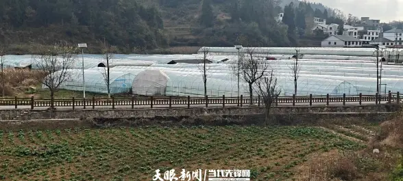 _观山湖区：红粉白黑橙，翁井 “五色草莓” 引客来_观山湖区：红粉白黑橙，翁井 “五色草莓” 引客来