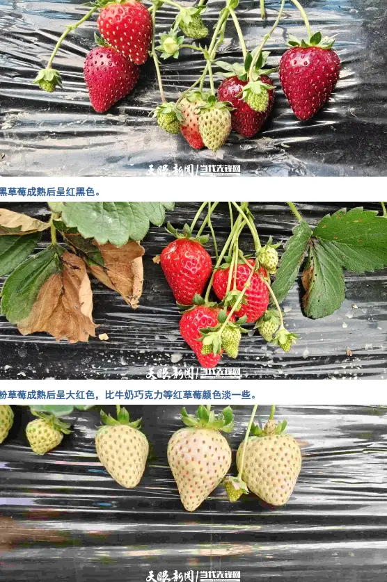 观山湖区：红粉白黑橙，翁井 “五色草莓” 引客来__观山湖区：红粉白黑橙，翁井 “五色草莓” 引客来