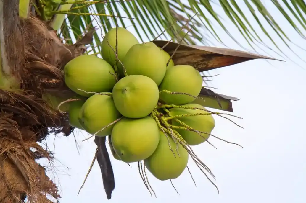 海南南椰饮料有限公司__南国椰子片