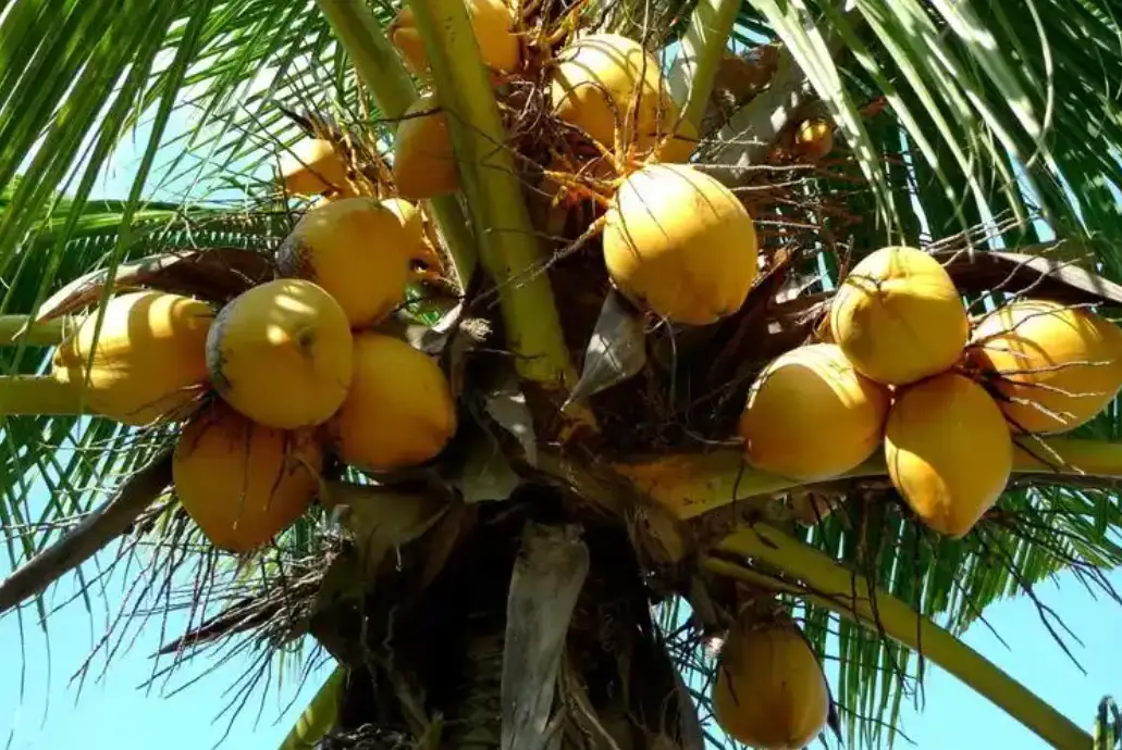 南国椰子片__海南南椰饮料有限公司