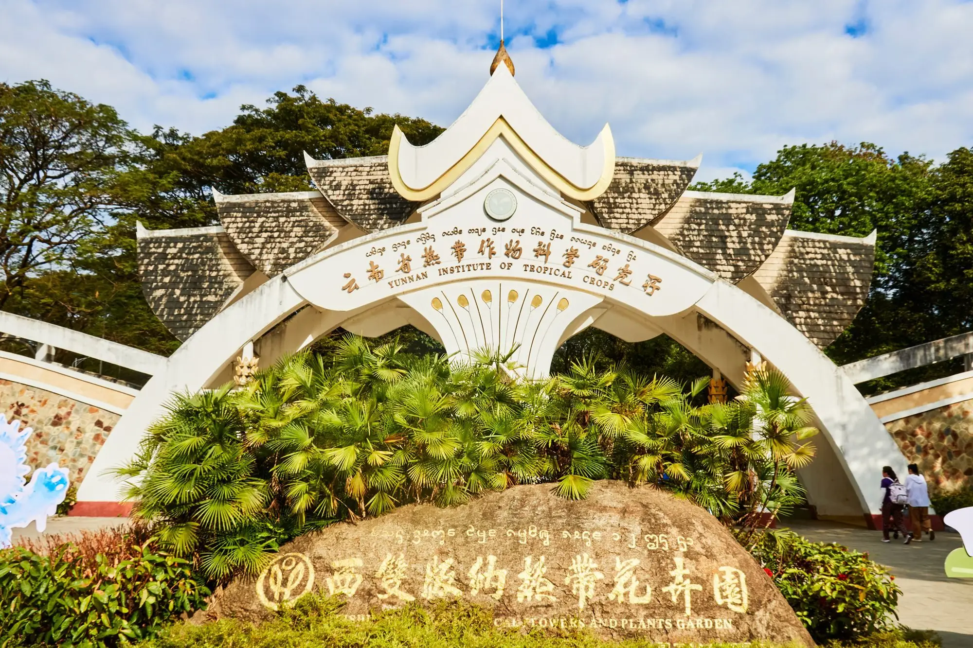 西双版纳最有名的花_西双版纳的市花_