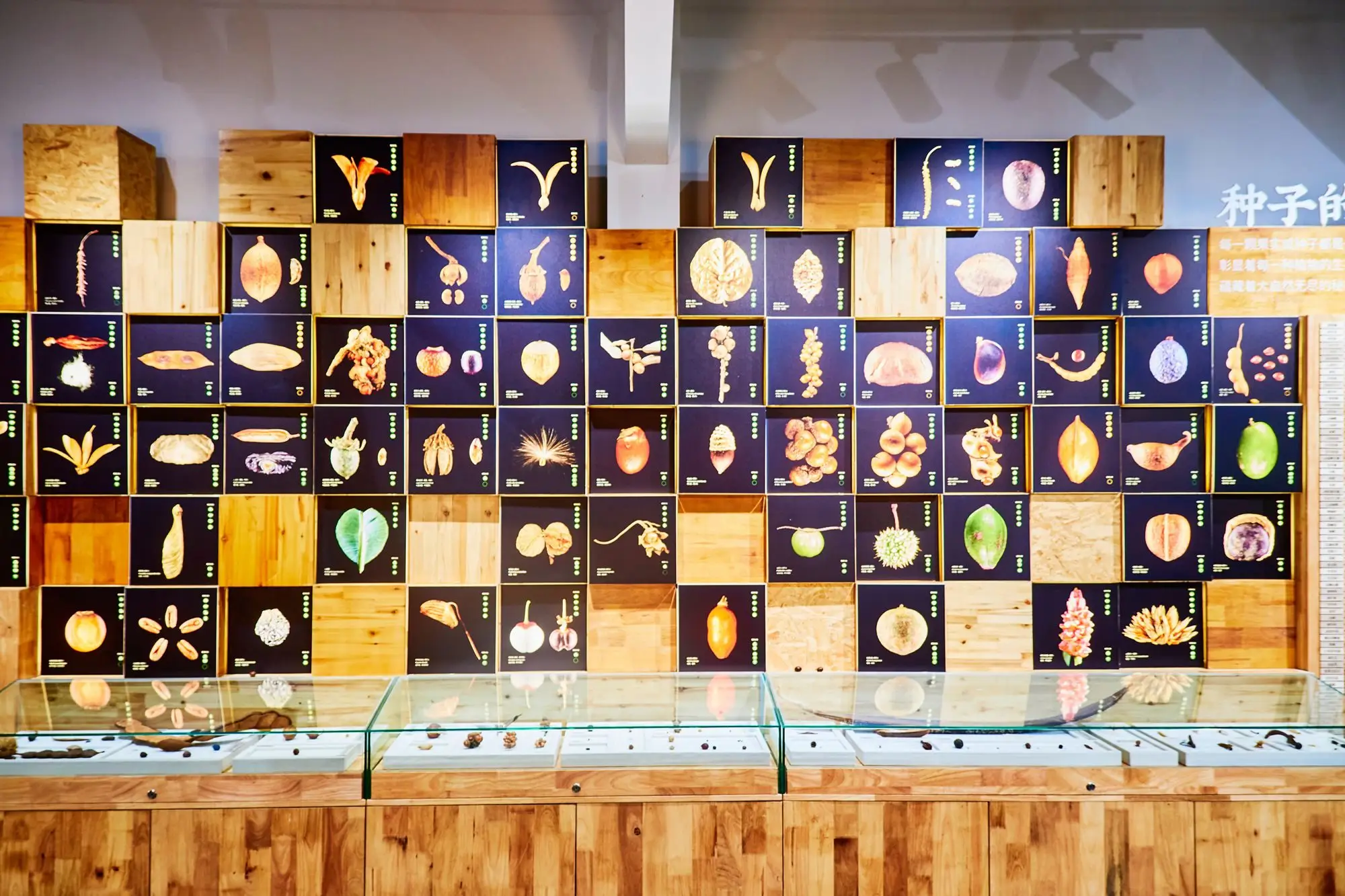 西双版纳的市花__西双版纳最有名的花