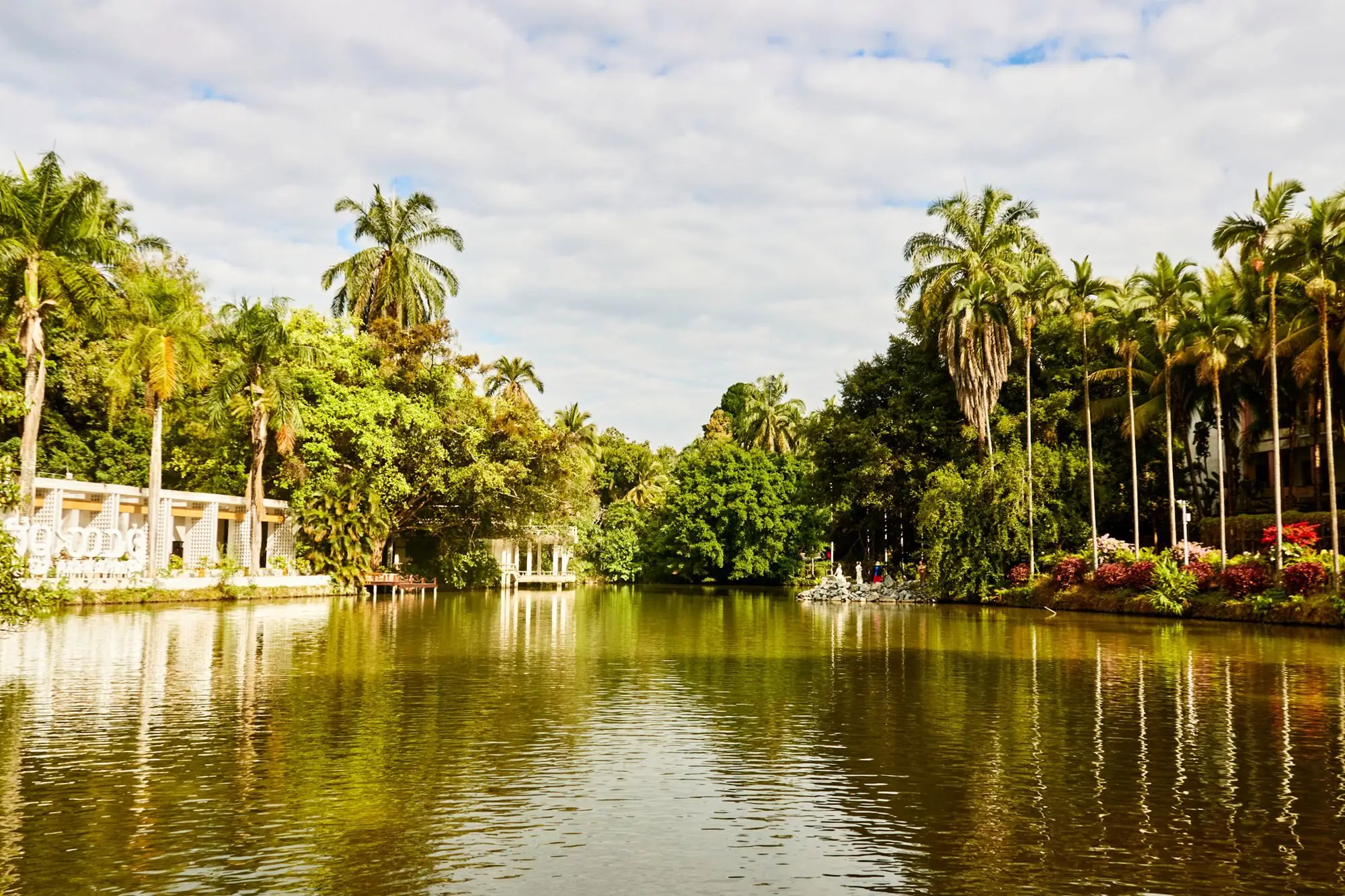 西双版纳的市花__西双版纳最有名的花