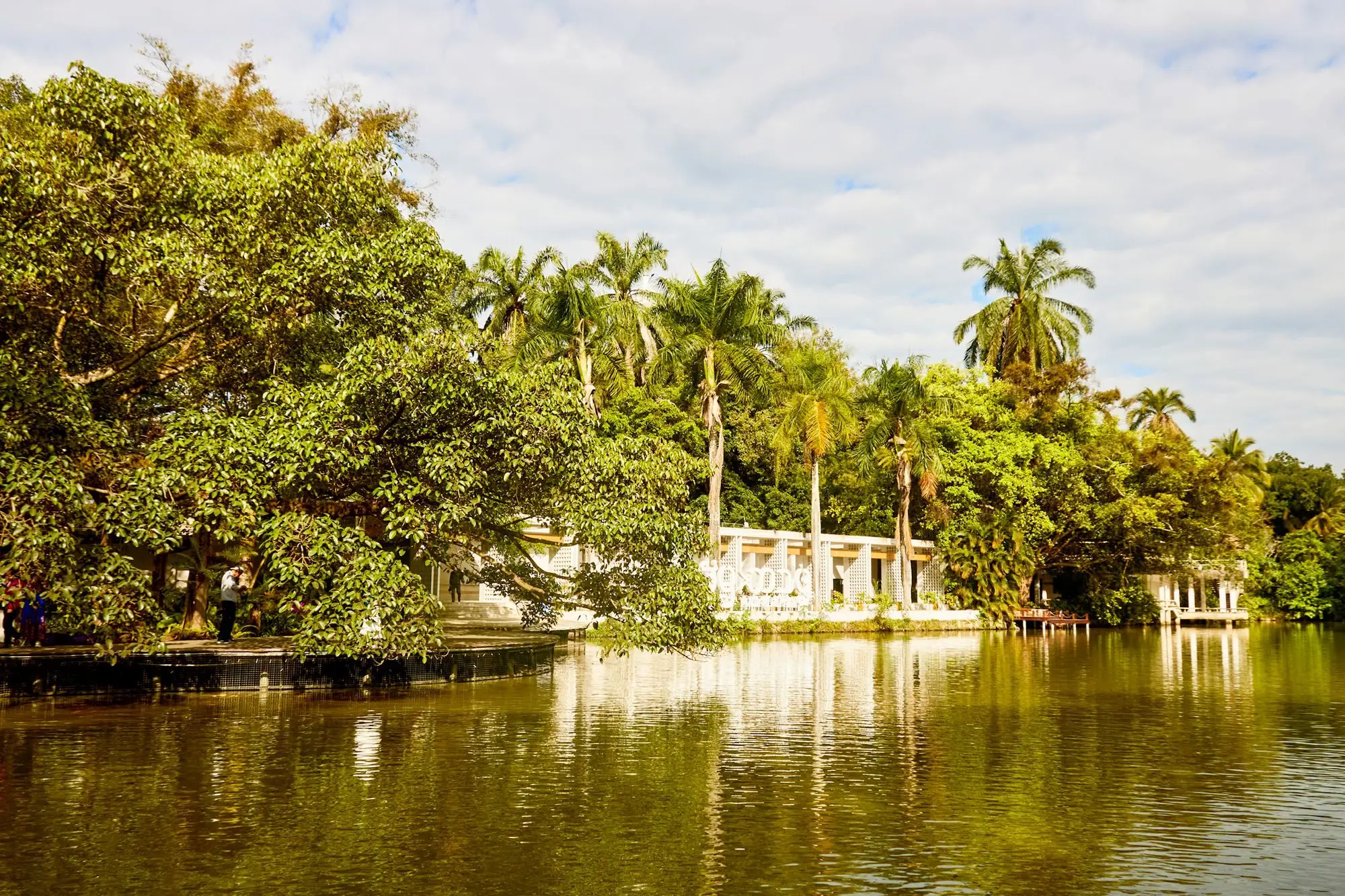 西双版纳的市花__西双版纳最有名的花