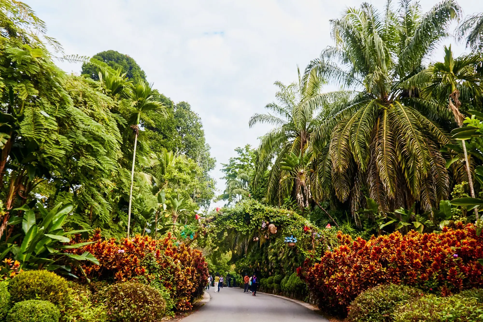 _西双版纳最有名的花_西双版纳的市花