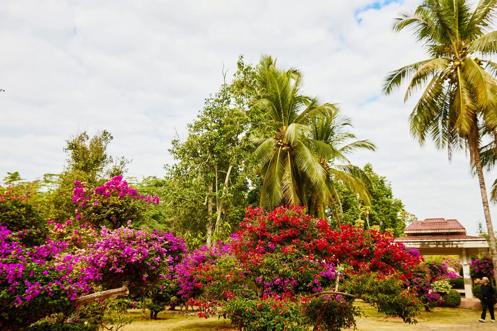 _西双版纳最有名的花_西双版纳的市花