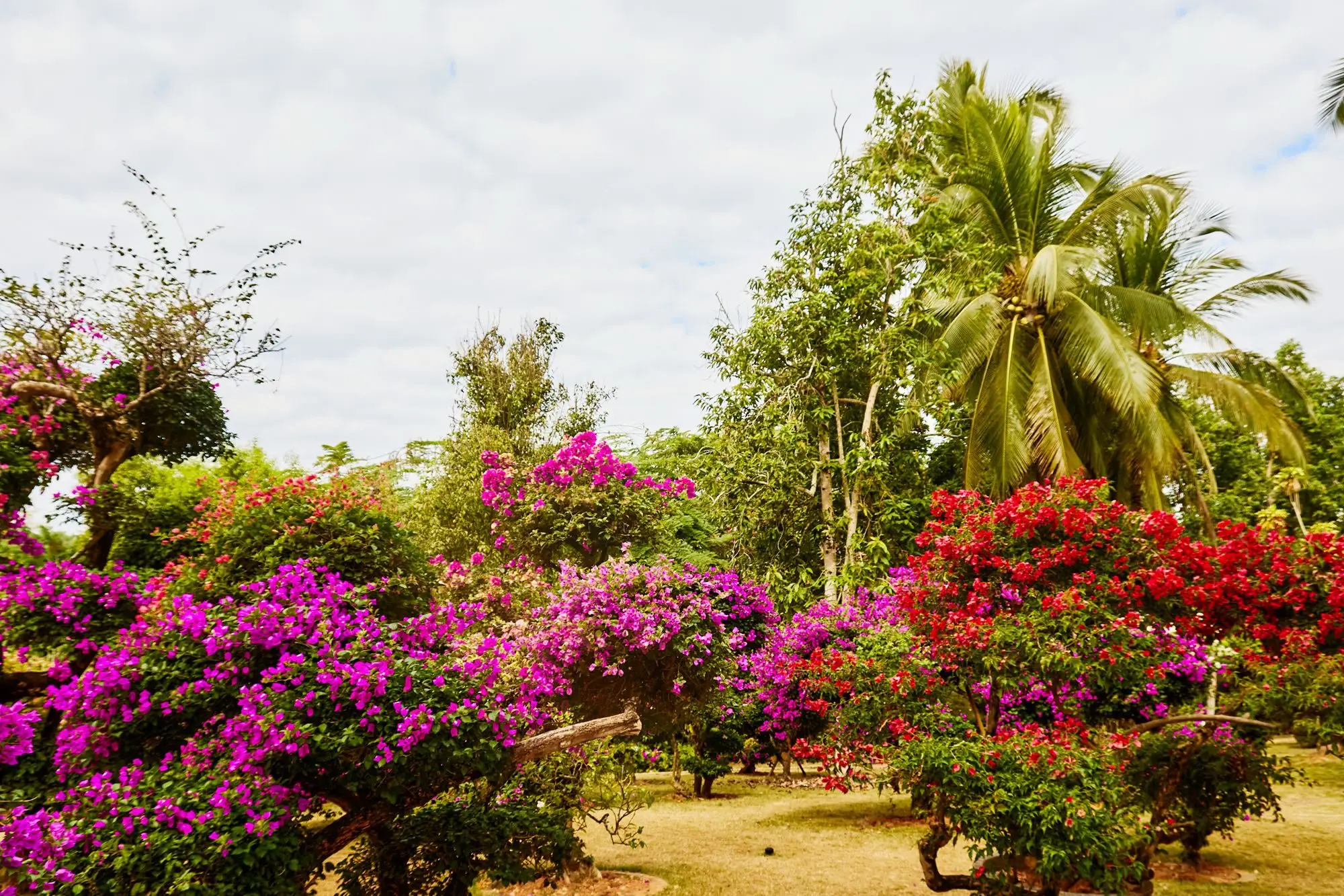 _西双版纳最有名的花_西双版纳的市花