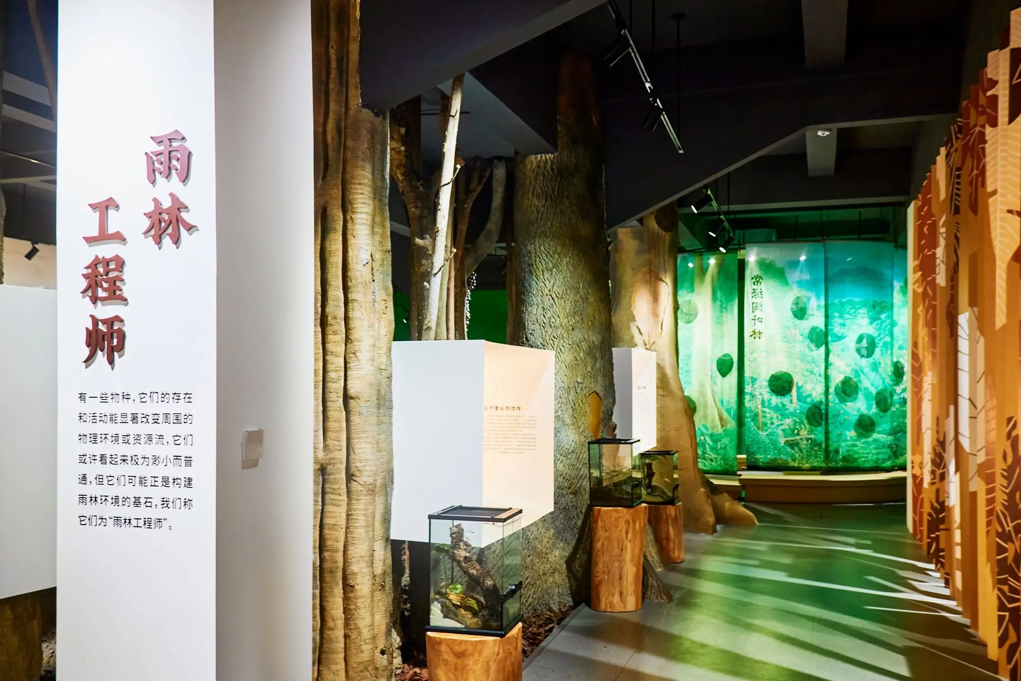 西双版纳最有名的花_西双版纳的市花_