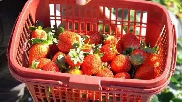 山泉养 自然熟 引客来！