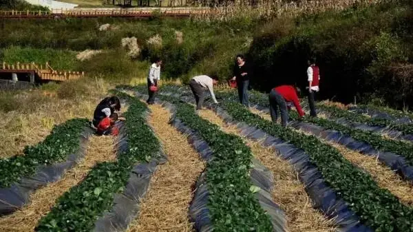 山泉养 自然熟 引客来!__山泉养 自然熟 引客来!