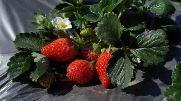 山泉养 自然熟 引客来!__山泉养 自然熟 引客来!