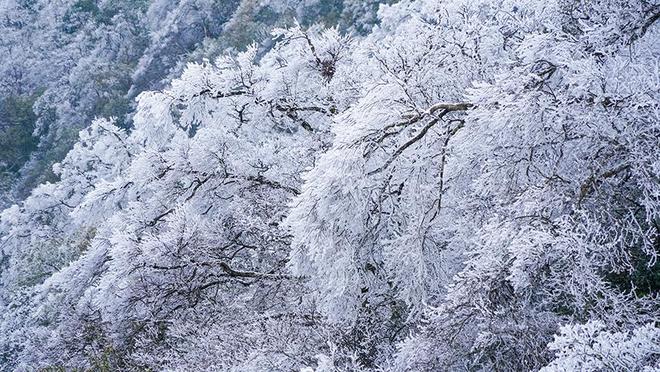 武陵山脉添新景 | 贵州石阡佛顶山迎来冬日雾凇奇观