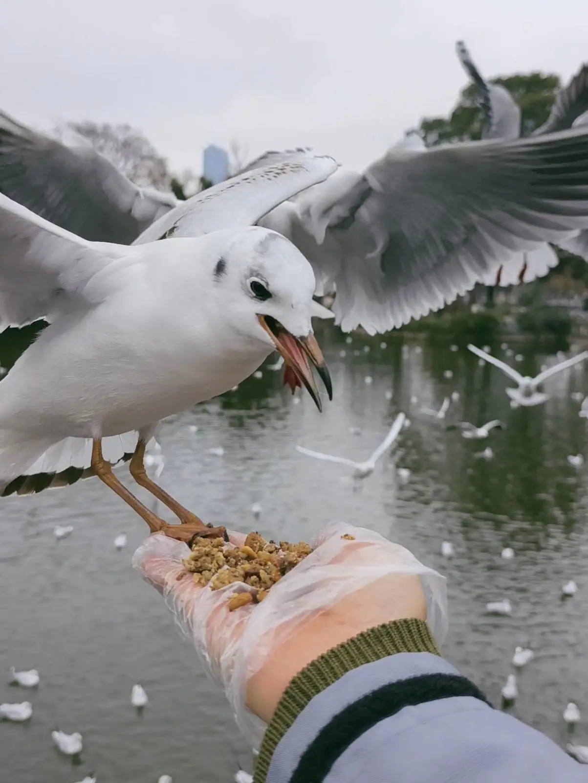 翠湖惊现“荤鸥粮”！10 元一袋，无商品名也无配料_翠湖惊现“荤鸥粮”！10 元一袋，无商品名也无配料_