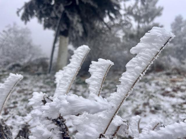 _银雾湖攻略_银花树下