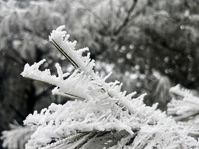银雾湖攻略_银花树下_