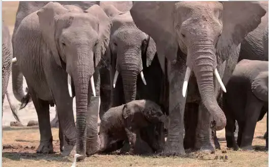 好书推荐|《影映非洲》在京首发