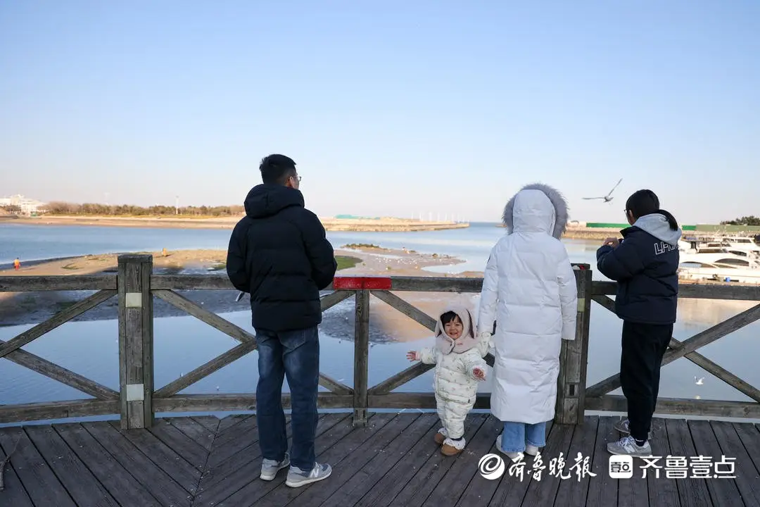 日照哪里看海鸥好看_日照有海鸥地方_