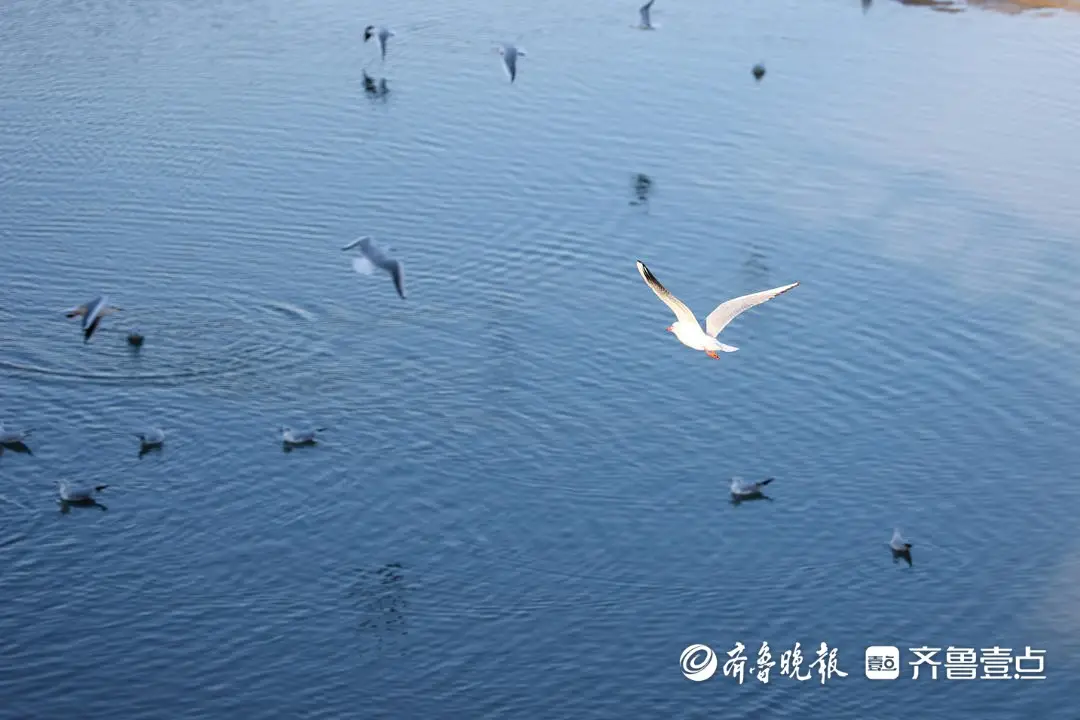 _日照哪里看海鸥好看_日照有海鸥地方