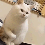 _辩护人律师原型_辩护律师违法怎么处理